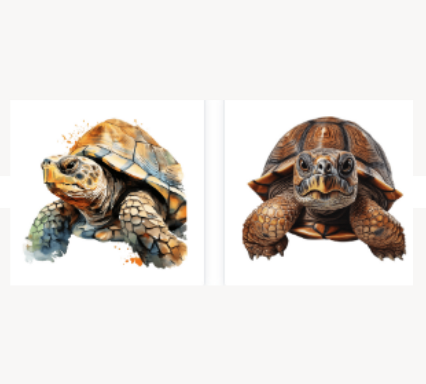 Clip Art | Gift Idea | Turtle PNG | Digital Download | Tortoises Designs | Tortoise Clipart | Exotic Pet | Herpetology PNG | Commercial Use